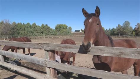 Fort Collins horse trainer starts non-profit to help at-risk youth